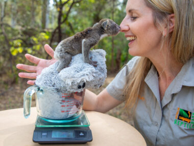 Photo of wildlife carer weighing a Albert the koala