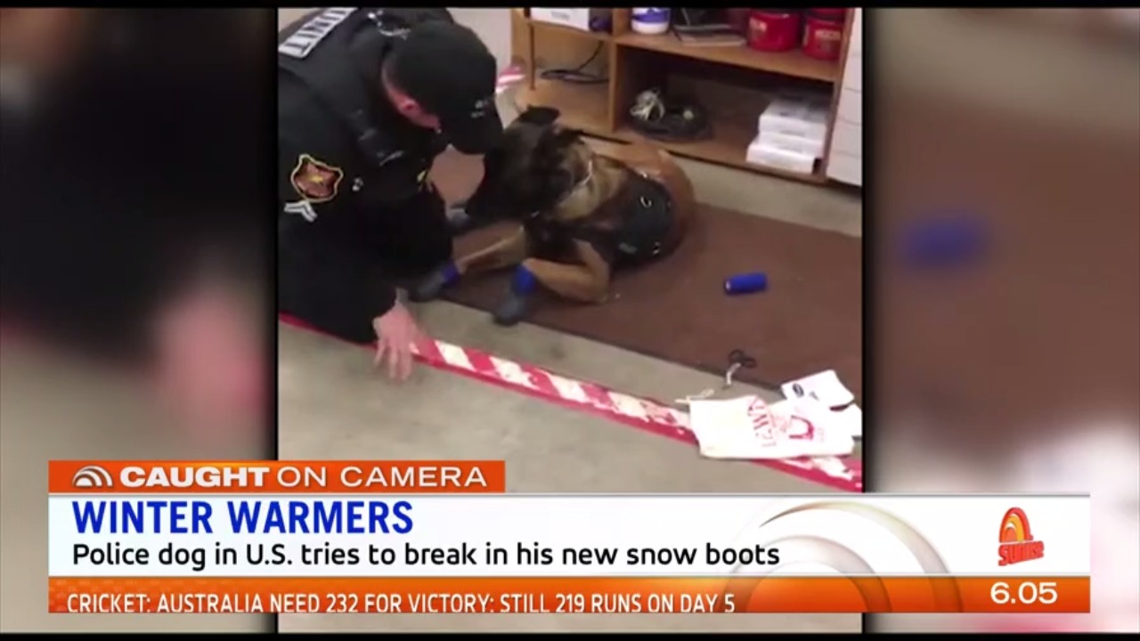 Police dog in US tries to break new snow boots