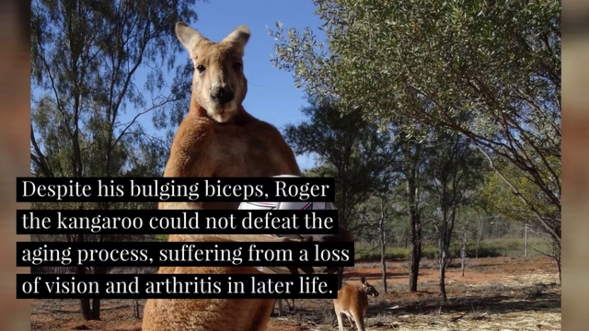 Roger The Buff Kangaroo Has Died | that's life!