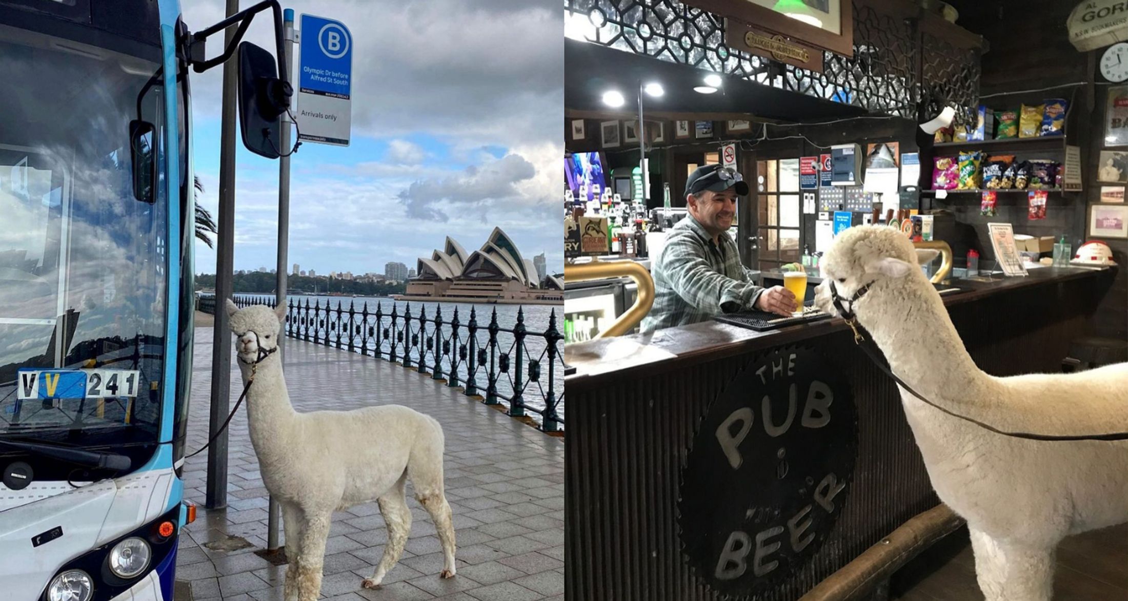 My Alpaca Goes To The Pub!